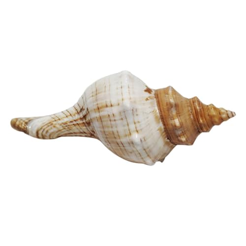 ROMISBABA Concha Natural Caracola de Acuario Decorativa 9-12 Cm, Artesanía Marina para Decoración de Peceras, Paisajismo de Conchas para Hogar y Manualidades, Adorno para Terrarios
