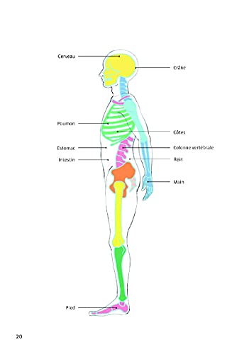La santé par l'oreille: Comprendre et utiliser l'auriculothérapie