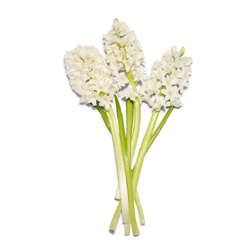 Pioneer Flower Farms Hyacinth 5 Stem, 1 Ea