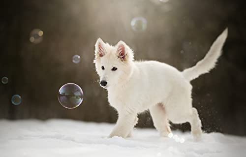 5. È molto adatto per la decorazione domestica e il miglior regalo per la famiglia e gli amici. Questa è una buona scelta come regalo per Natale, Ringraziamento, Capodanno, compleanno o altri giorni importanti.