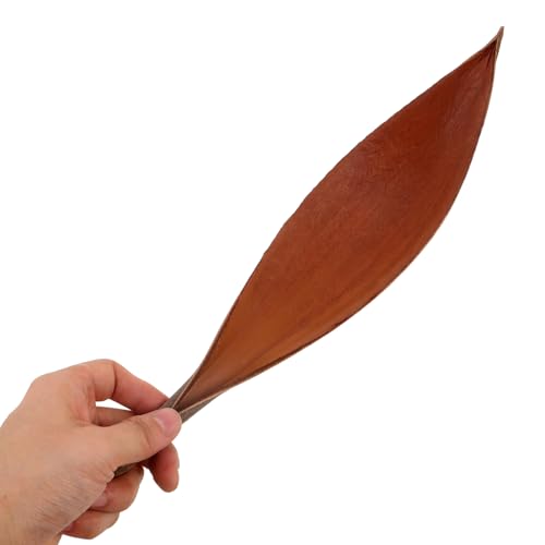 Feuille séchée décorative de 18-25 cm pour studio photo et artisanat - 4