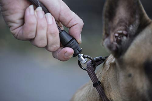 GOLEYGO Hundeleine Flat, leuchtend reflektierend, Größe M 1,4-2m, Sicherer Magnetverschluss, Inkl. Adapter-Pin, Hundeleine für kleine & große Hunde bis 60kg, Maximale Belastung 200kg
