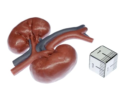 Miniblings Atrapka organ anatomia medyczna organy lekarze - ręcznie robiona modna biżuteria I przypinka