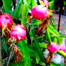 Image of Live Dragon Fruit Cactus Plant, Potted Succulent, Indoor /Outdoor
