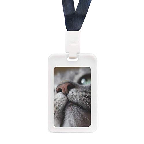 Pochette transparente pour carte de crédit et mini photo de chat en voyage