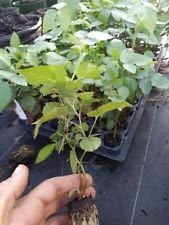 10" Sweetie Pie Thornless Blackberry Plants.Healthy grown pesicide
