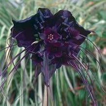 5 BAT Flower (Cats Whiskers/Devil Flower) Tacca Chantrieri Flower Seeds