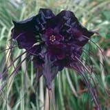 5 BAT Flower (Cats Whiskers/Devil Flower) Tacca Chantrieri Flower Seeds