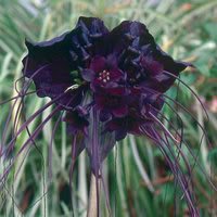 5 BAT Flower (Cats Whiskers/Devil Flower) Tacca Chantrieri Flower Seeds