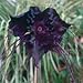5 BAT FLOWER (Cats Whiskers / Devil Flower) Tacca Chantrieri Flower Seeds