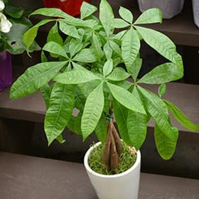 Live Money Tree Plant Pachira Aquatica with Braided Trunk es2 | Lucky Indoor Plant, Home & Office Use, Easy Care, Pack of 1, Potted Plant-image-49