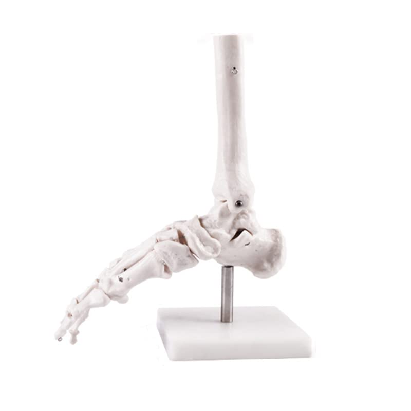 Human Foot Skeleton Model, Foot Model?Life-Size Medical Anatomical Foot and Ankle Models, Right, for Medical Learning and Science Classrooms