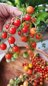 Image of Teeny Tiny Spoon Tomato Vegetable Seeds, Vegetable Seeds for Home Gardening, Vegetable Planting Seeds for Kitchen, Tomato Seeds (Pack of 280 Seeds) (Red, Teeny Tiny Spoon Tomato)
