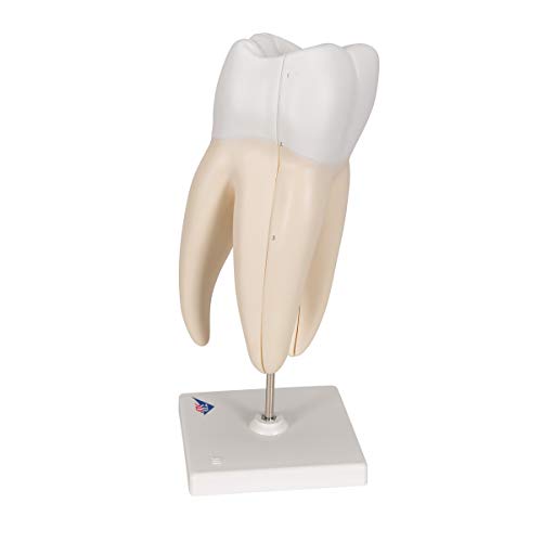 Image of 3B Scientific D10 /5 Upper Triple-Root Molar 3-part - 3B Smart Anatomy