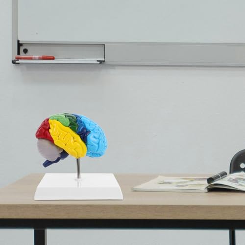 Modèle anatomique cerveau humain lavable pour révisions claires - 6