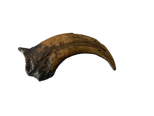 Chirostenotes Dinosaur Claw Replica – 4.5