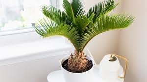 Votaniki American Palm Plant Air Purifier - Sago Palm Tree Live Plants Outdoor Air Purifier Palm Plant King Indoor Palm Plant - 6" Pots For Small Air Purifying Outdoor Live Sago Palm Tree #TOP5