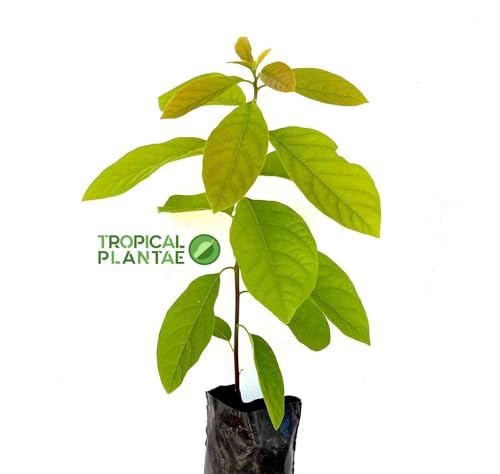 HASS Avocado Tree - Live Big Fruit Tree 12"-24" Tropical Plantae