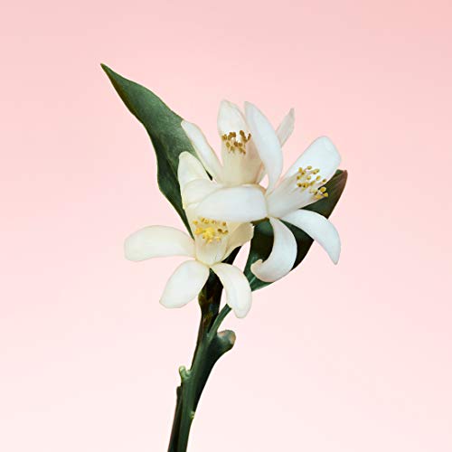 Women Calvin Klein Eau de Parfum - Perfume Feminino 50ml