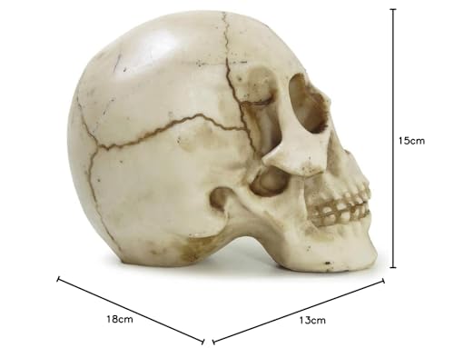 Crânio Da Vinci Grande Rachado Trincado Escultura Realista