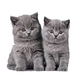 Warwick Whelping Boxes Puppy-Milk 250g Milk for Dogs & Puppies - (Also Cat's & Kitten's) - Image 3