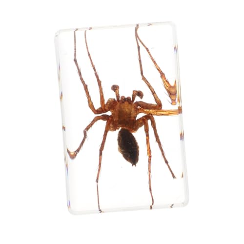 OUNONA 1 PC Insect Specimen Toy Spider Attractive Amber Samples Natural Amber Samples Amber Spider Amber Scorpion Spider Amber Specimen Office Decorations Desktop Adornments Resin