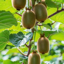 Kiwi fruit plant seeds,High germination rate (20 seeds)