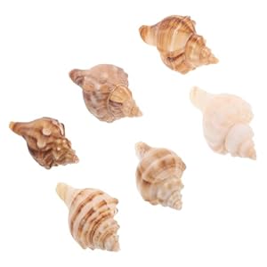 BESTonZON Mini Muschelhörner, 6 Stücke