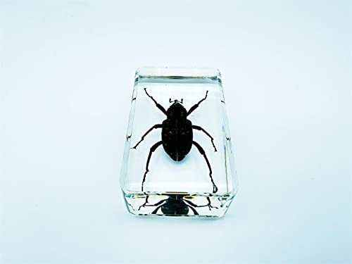 Image of Assorted Styles of Beetle and Insect Specimens, Clear Amber Resin Material Ideal for Kids' Science Education, Collecting, and Home Decoration 2.4″*1.4″*0.7″ (No.34)