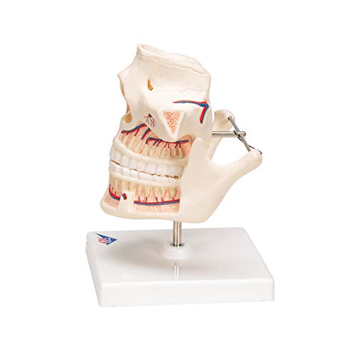 Image of 3B Scientific VE281 Adult Denture - 3B Smart Anatomy