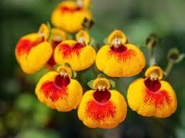 Generic 100 Calceolaria Uniflora Flower Seeds