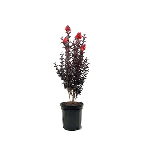 Black Diamond Crimson Red Crape Myrtle Live Tree 1 Gallon Potted Red Flowers | Arbor Day Foundation (Due to Agricultural Laws Unavailable to CA AZ)