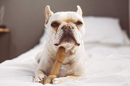 Pet Qwerks Nylon Rawhide Barkbone - Durable Dog Toys For Moderate & Aggressive Chewers - Infused Bacon Flavor - 6" #TOP3
