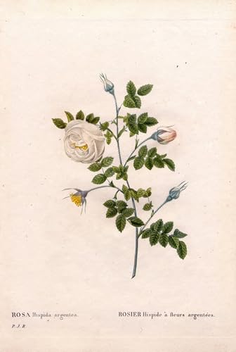 Peinture d'art abstrait Hispid Rosa Tomentosa par Pierre Redouté