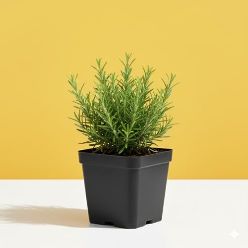 Image of Live Rosemary Live Plant Herb Plant for Home and Garden Herb That Heals and Delights with Black Pot