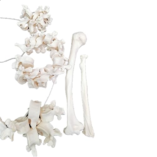 Image of Human Disarticulated Bone Set Skeleton Model | Life Size Premium Anatomy Perfect for Medical Students and Trainer