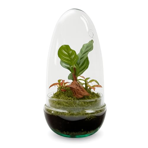 Garden Center Shop | Terrario Planta Natural Egg MAKOFITT 12x22 cm | Ecosistema Cerrado en Cristal | Mini Jardín Vivo | Decoración Original y Sostenible