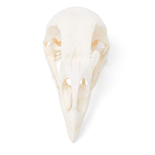 Image of 3B Scientific GmbH T30070 Chicken Skull