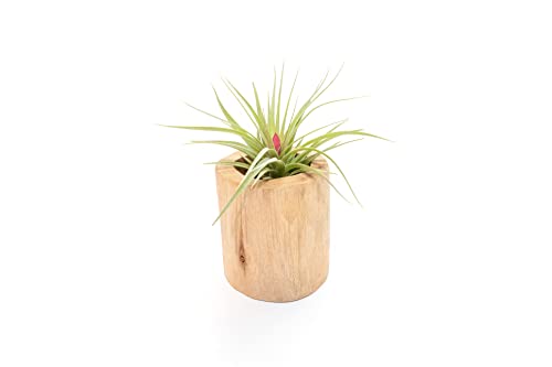 Air Plant Shop Driftwood Container with Custom Air Plant - Succulents - Live Tillandsia - Easy Care Indoor and Outdoor House Plants (Stricta)