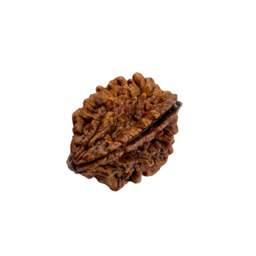 Image of Divine Hindu Original 2 Mukhi Rudraksha (Lab Certified) - Natural Two Face Nepal Bead for Harmony, Relationships Balance - Ardhanarishwara Blessing - Moon (Chandra) Remedy - Brown Bead for Men & Women