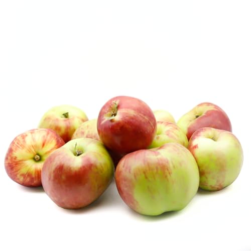 Frische Kontor | Saftige Tafeläpfel - Sorte: Gravensteinerapfel | Neue Ernte | Saisonale Regional-Sommeräpfel aus dem Alten Land (1 kg)