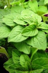 Oregano Italian Great Garden Herb by Seed Kingdom Bulk 2,000 Seeds