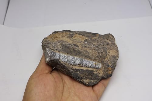 Image of Natural Orthoceras Fossil from Devonian Period Fossil from Morocco A313
