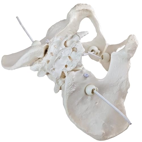 Image of Life-Size Female Pelvic Anatomy Model with Elastic Bands - Flexible Female Pelvis Model On Elastic for Medical Education, Obstetrics, and Patient Communication