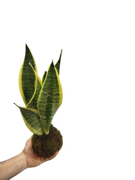 DECOALIVE Kokedama de Planta Serpiente – Sansevieria Trifasciata Laurentii – Ideal para Decoración
