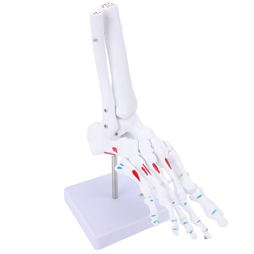 Image of Life Size Human Foot and Ankle Model with Muscle Insertion Markings, Fully Articulated, Anatomical Foot Bone Model for Podiatry, Orthopedic Study, Education