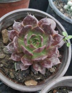 OCCIDENT Live Red Tip Laxmi Kamal Sempervivum Beautiful Succulent Plant with Pot (Pack of 1) (Dark Red Laxmi Kamal)-image-47