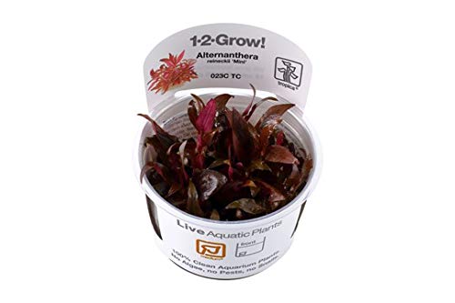 【Tropica・水草】 1・2・Grow！アルテナンテラ・レインキー・ミニ 【無農薬】【スネール無し】 (1カップ)のサムネイル
