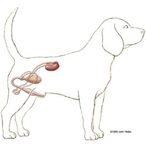 Canine health test  3 minutes at home health test Test for the presence of blood for pre symptomatic signs of many diseasesinjuries See image for a list   cucciolini doodles