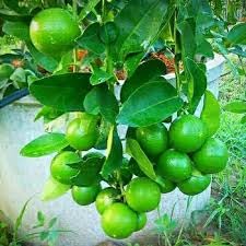 Lime Tree, Lemon Tree, All Time Live Thai Lemon Plants Live Hybrid All Season Hybrid Air Layering Vibrant Citrus Tree for Home and Garden, Ideal for Fresh Lemons Year-Round and Lush Green Foliage